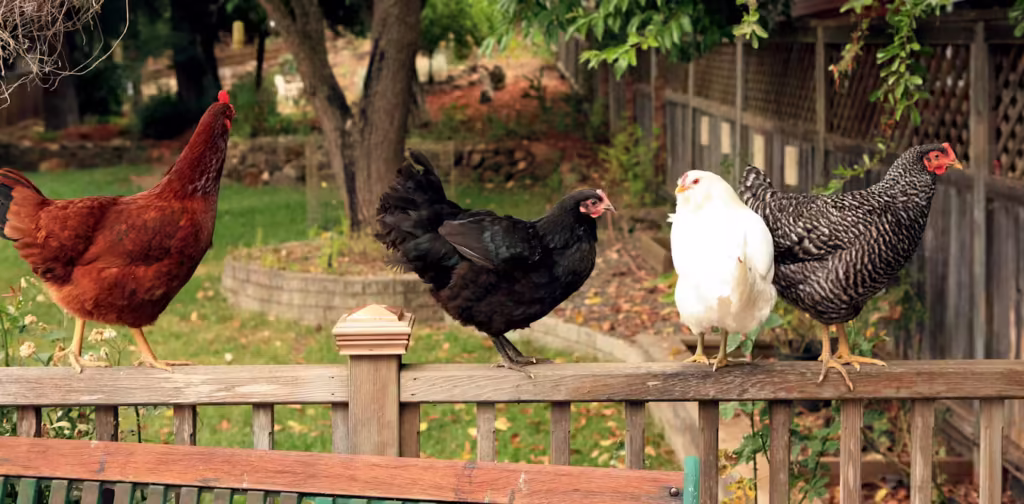 Chicken Laws by State: Can You Raise Chickens in Your Area?