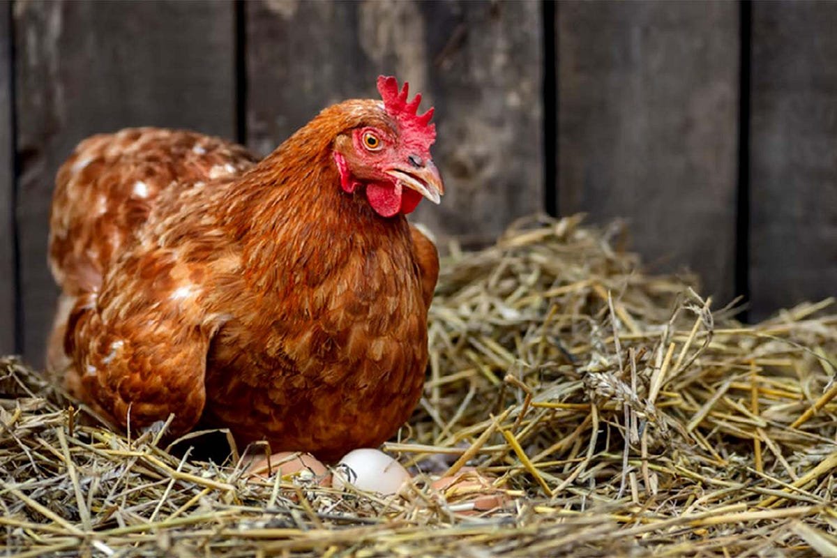 Do I Need a Rooster to Get Eggs? The Simple Answer for Backyard Chickens