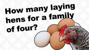 How Many Chickens Do You Need for a Family of 4?