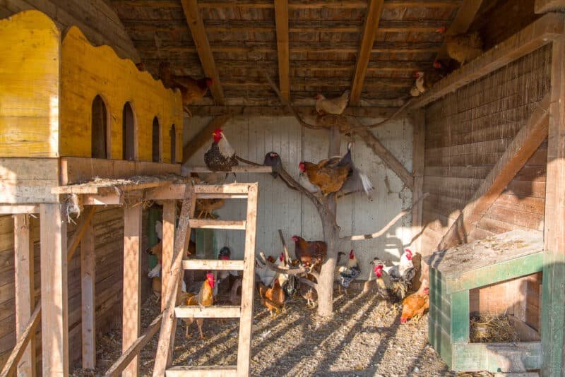 17 Chicken Coop Ventilation Mistakes That Can Overheat Your Flock