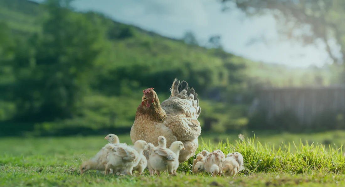 Chicken Run vs. Free-Range: Pros, Cons & What’s Best for You (2025 Guide)