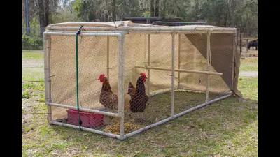 How Big Should Your Chicken Coop Be