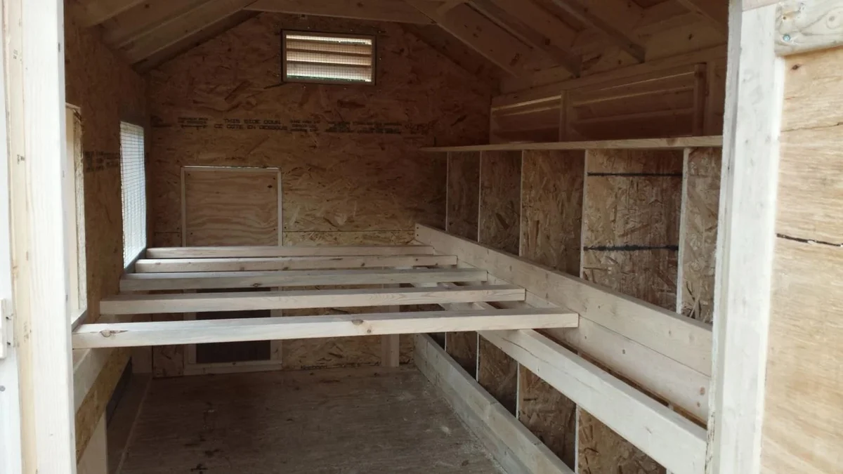 How High Should Roosting Bars Be in a Coop?