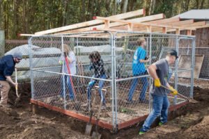 Predator-Proofing 101: Easy Fixes for a Safer Coop