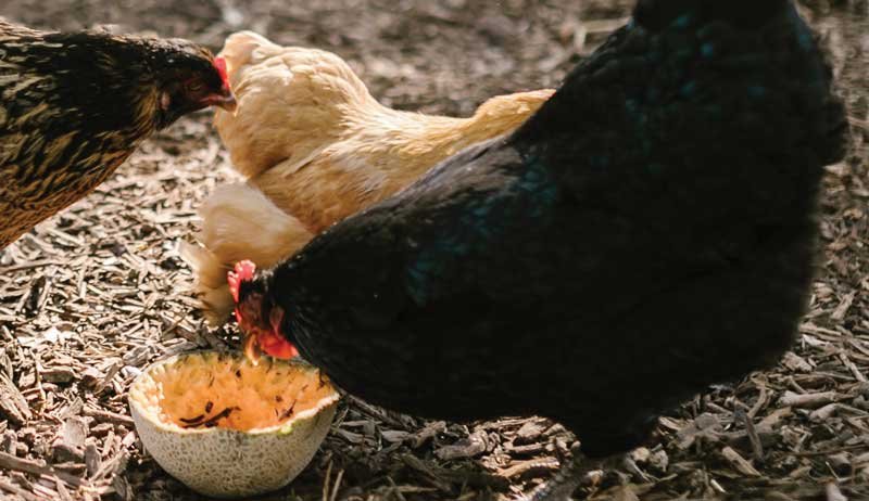 What Can Chickens Eat from Your Kitchen? (Safe Table Scraps List)
