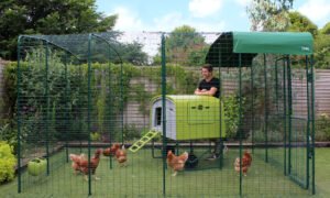 What Is The Best Predator Deterrent For Chickens - 7 Proven Defenses