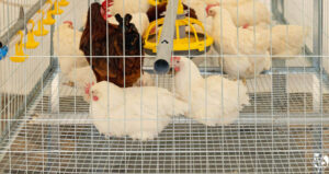 What's the Best Flooring for a Chicken Coop - Sand, Straw, or Shavings