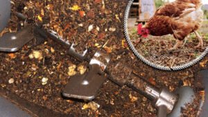 Why is it illegal to feed chickens kitchen scraps
