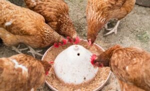 A Beginner's Guide to Fermenting Chicken Feed for Better Health