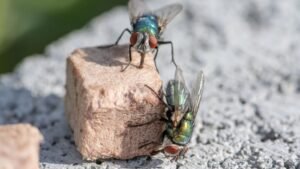 Are Flies Dangerous for Chickens? (And How to Repel Them)