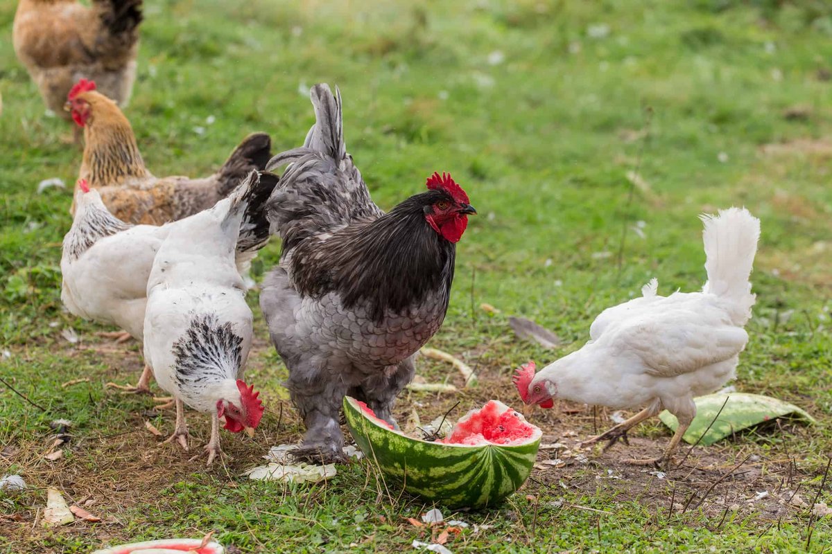 Can Chickens Eat Watermelon, Tomatoes, or Bananas? (What’s Safe?)