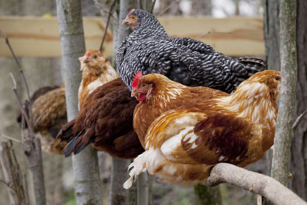 Can Chickens Get Sunburned? Protecting Light-Colored Breeds