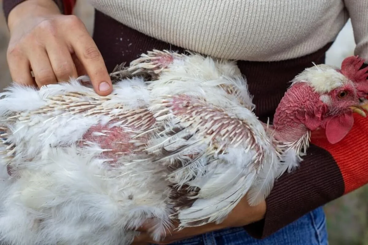 Chicken Molting Season: What to Expect and What to Feed
