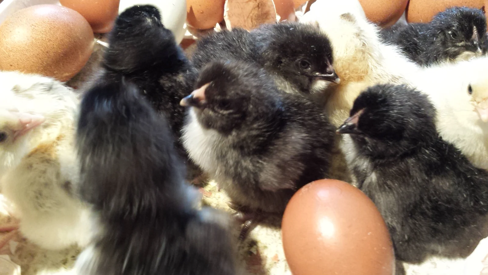 Do Chickens Get Sick in the Rain - Myth-Busting Guide