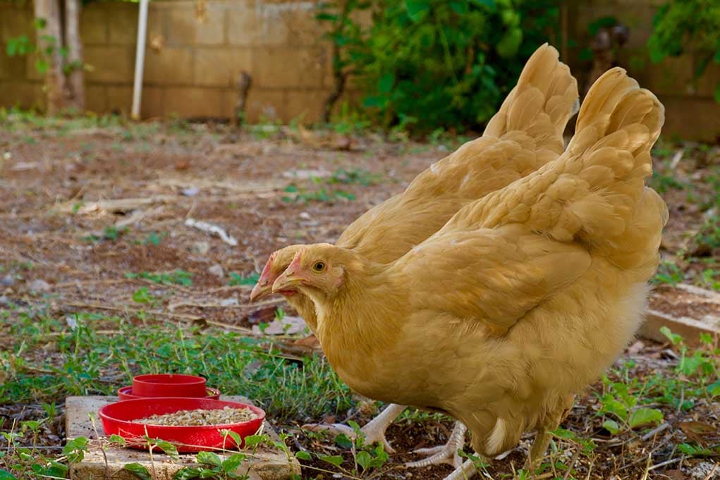Do Chickens Need Grit or Oyster Shells? Here’s When and Why