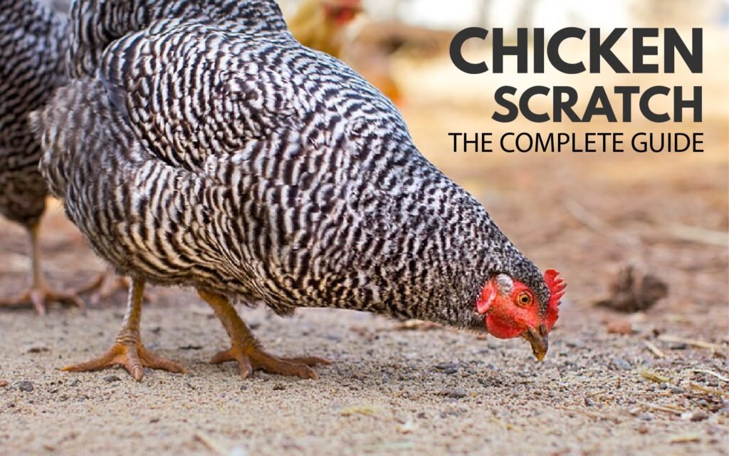 Feed vs. Scratch: What's the Difference and When to Use Each