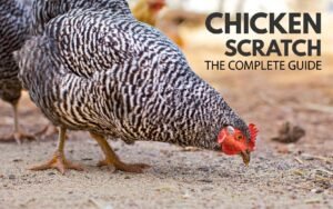 Feed vs. Scratch: What's the Difference and When to Use Each