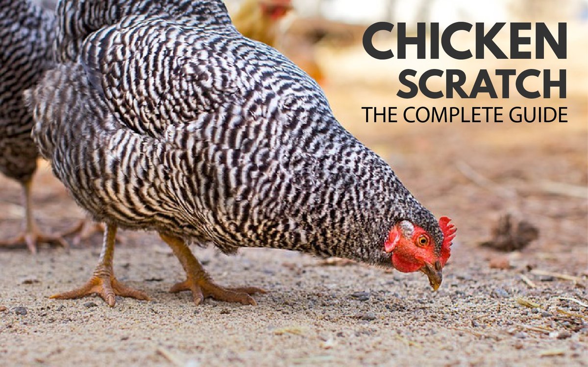 Feed vs. Scratch: What's the Difference and When to Use Each