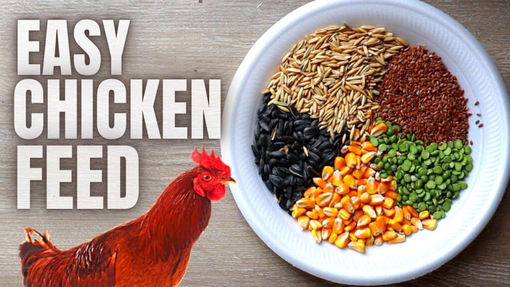 Homemade Chicken Feed Recipe for Beginners