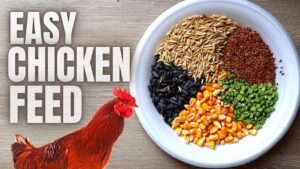 Homemade Chicken Feed Recipe for Beginners