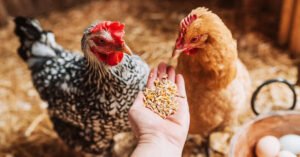 How Long Do Chickens Live? (Beginner's Guide)