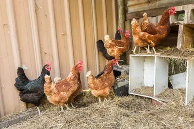 How Much Does It Really Cost to Raise Chickens for the First Year?