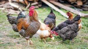 How to Convince Your Spouse to Get Chickens