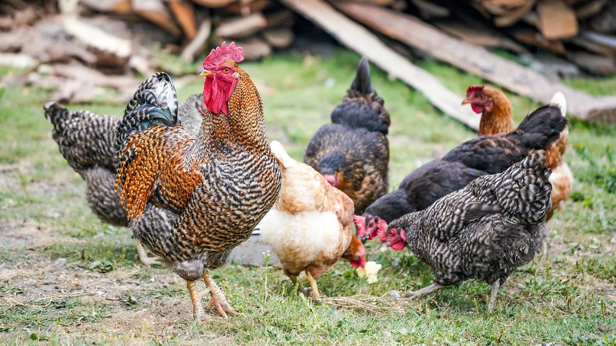 How to Convince Your Spouse to Get Chickens