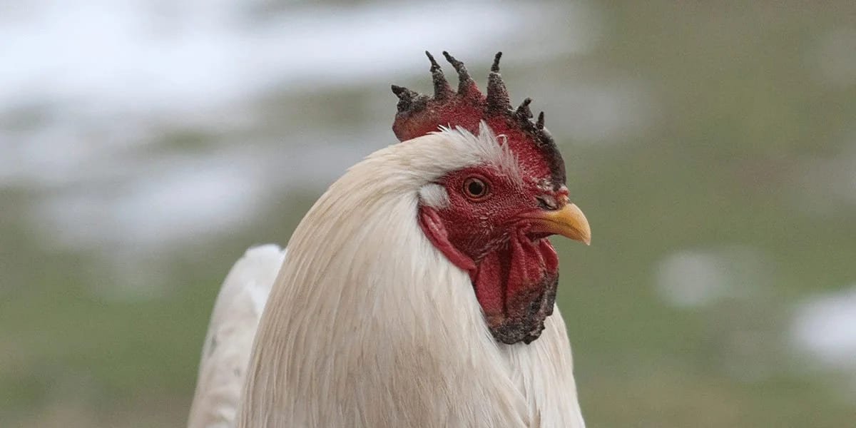 Prevent & Treat Frostbite on Chicken Combs: A Complete Guide
