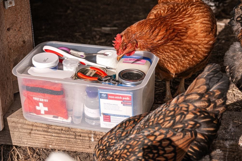 How to Set Up a Chicken First Aid Kit at Home