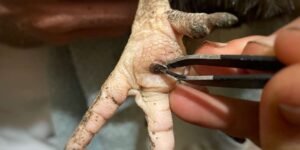 How to Spot and Treat Bumblefoot in Chickens