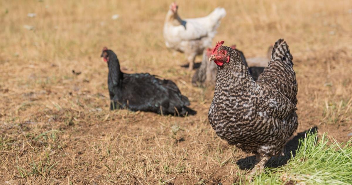 Is Raising Backyard Chickens Cheaper Than Buying Eggs?