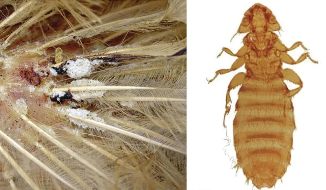 Mites and Lice on Chickens: A Guide to Finding and Eliminating Pests
