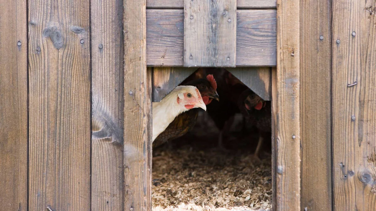 Natural Ways to Keep Parasites Out of Your Coop