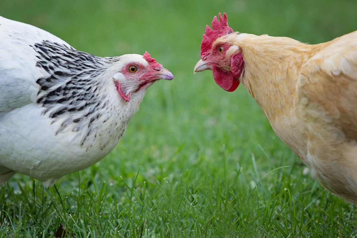 Pecking Order Problems: How to Identify and Stop a Bully Hen