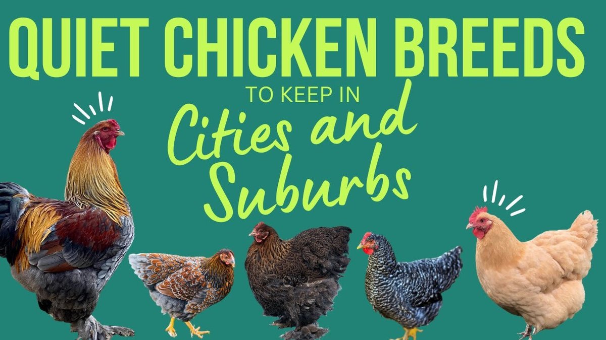 Quietest Chicken Breeds for Urban and Suburban Backyards