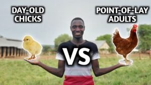 Should You Start With Chicks or Adult Hens