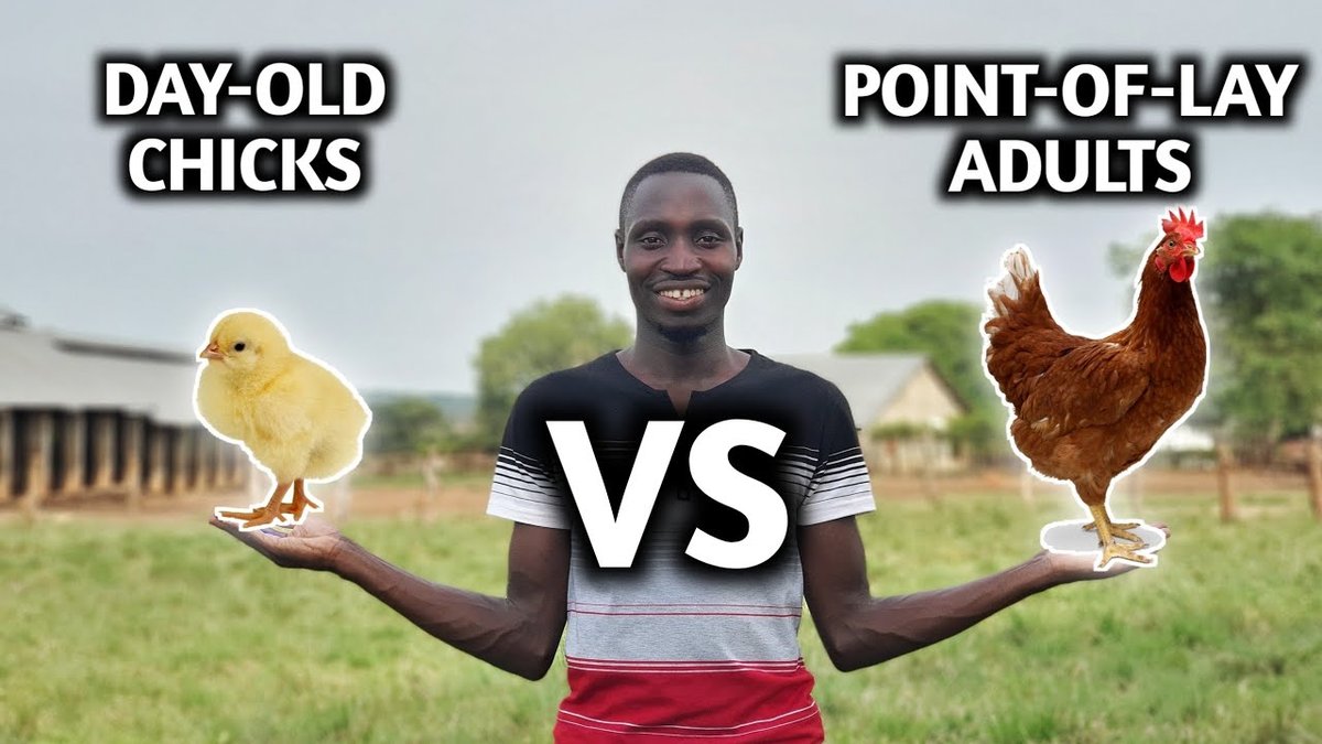 Should You Start With Chicks or Adult Hens