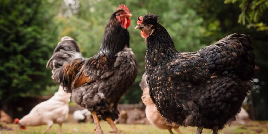 The Best Feeding Schedule for Backyard Chickens