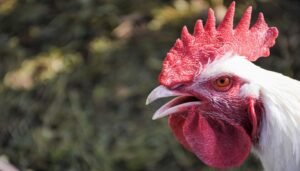 What to Feed Chickens During a Heatwave