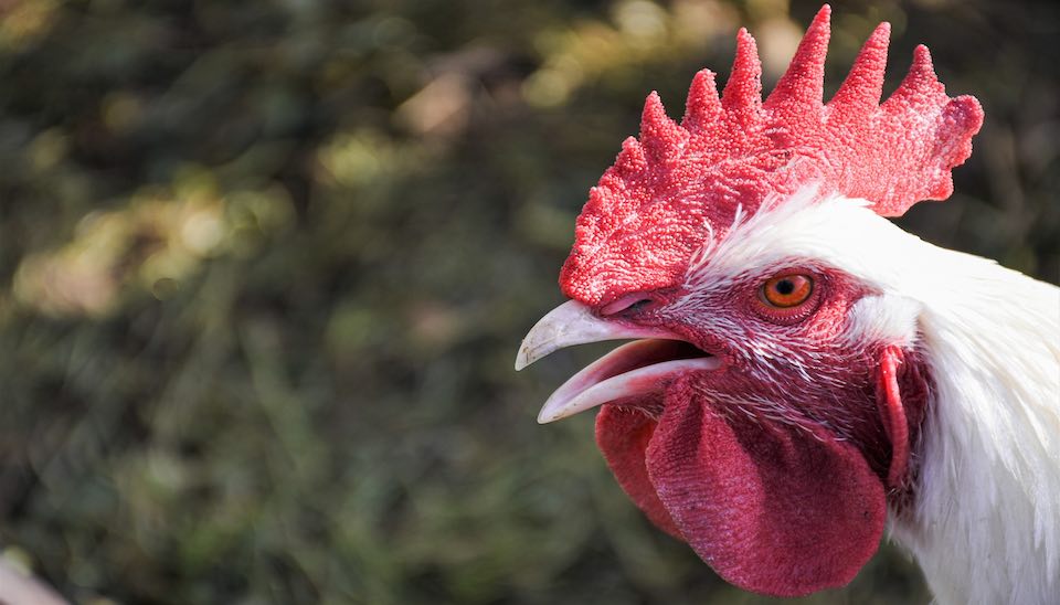 What to Feed Chickens During a Heatwave