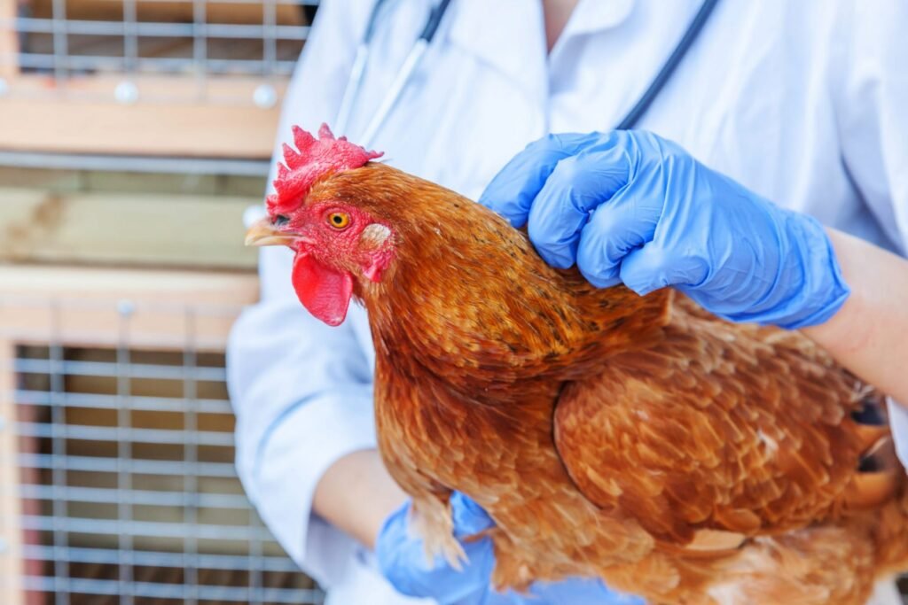 When to Call the Vet for a Backyard Chicken