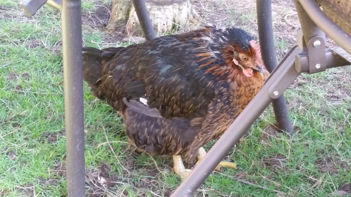 Why Is My Chicken Lethargic? 17 Causes & How to Help