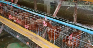 A Complete Guide to Building a Poultry House in Nigeria (Deep Litter vs. Battery Cage)
