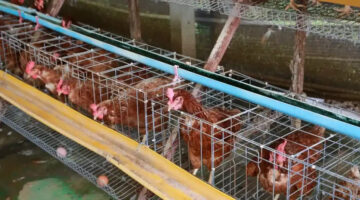 A Complete Guide to Building a Poultry House in Nigeria (Deep Litter vs. Battery Cage)