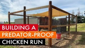 Best Predator Proof Chicken Coop: 11+ Must-Have Security Upgrades