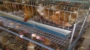 Best Season to Raise Broilers in Nigeria (Christmas, Ramadan)