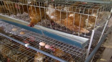 Best Season to Raise Broilers in Nigeria (Christmas, Ramadan)