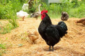 Black Australorp Chicken: Complete Guide to This Record-Breaking Egg Layer