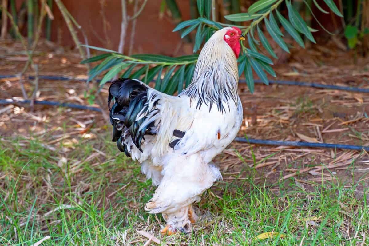 Brahma Chicken Ultimate Guide 2025: Size, Eggs, Care & Cost